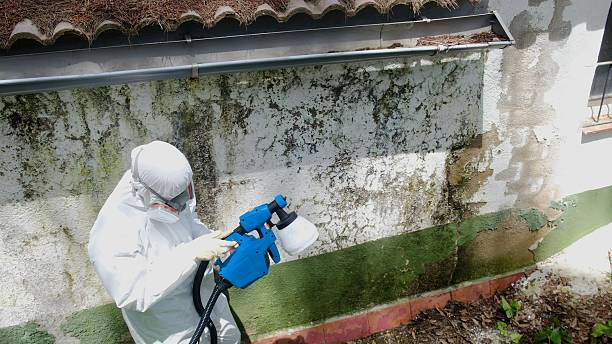 Top rated local Mold Remediation specialists in Grampian, PA